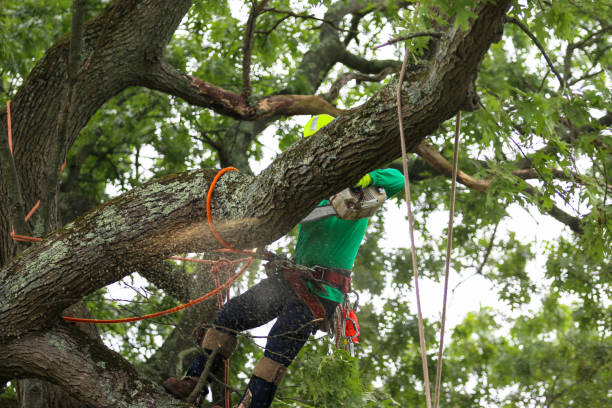 How Our Tree Care Process Works  in  Inverness, IL